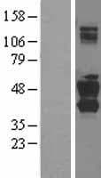 SNX16 Protein (Over-Expression Lysate Myc-DDK (Flag))