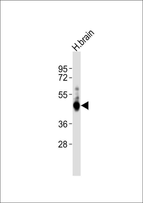 Polyclonal Rabbit anti-Human GLUL / Glutamine Synthetase Antibody (WB)