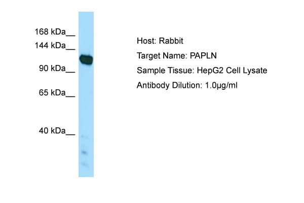 PAPLN Antibody (aa921-970)
