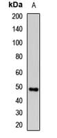 PLAU / Urokinase / uPA Antibody