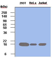 PIN1 Antibody (clone 3G8)