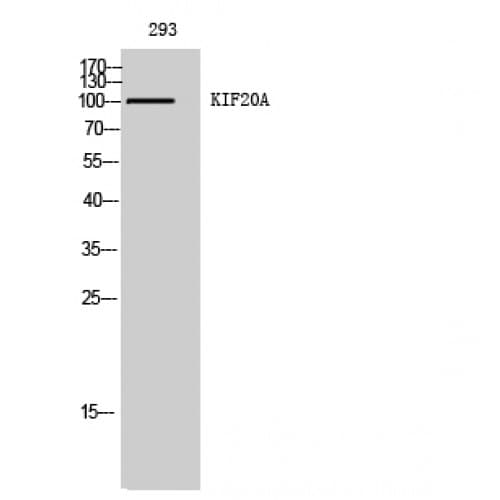 RAB6KIFL / KIF20A Antibody (470-550 aa)