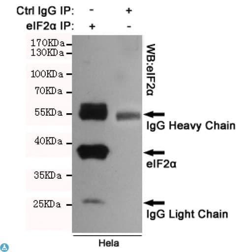 EIF2A / EIF2 Alpha Antibody