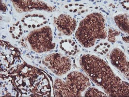 ENPEP / Aminopeptidase A Antibody (clone OTI4G8)