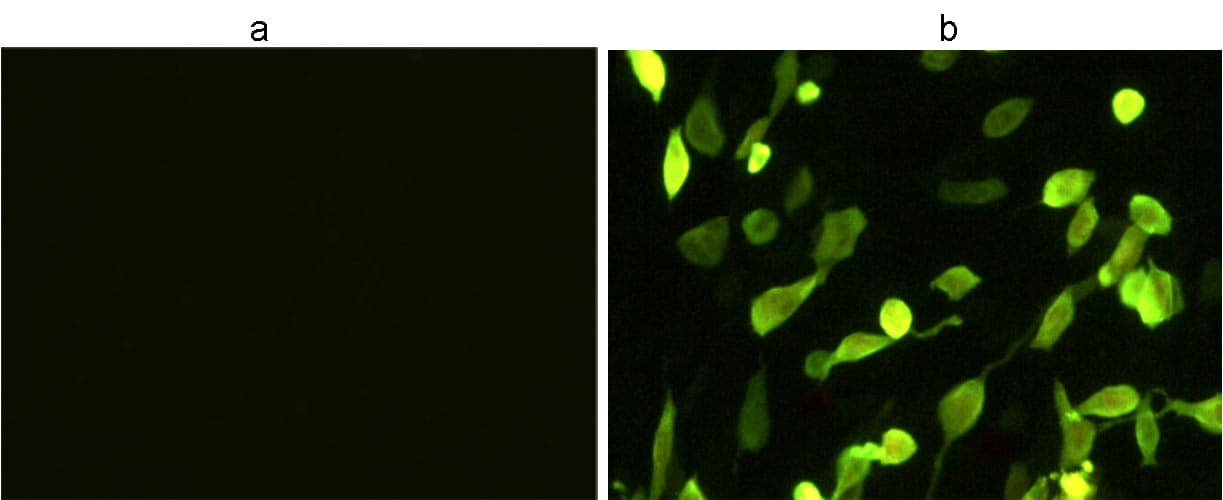 Hemagglutinin / HA Tag Antibody (HiLyte Fluor 488)