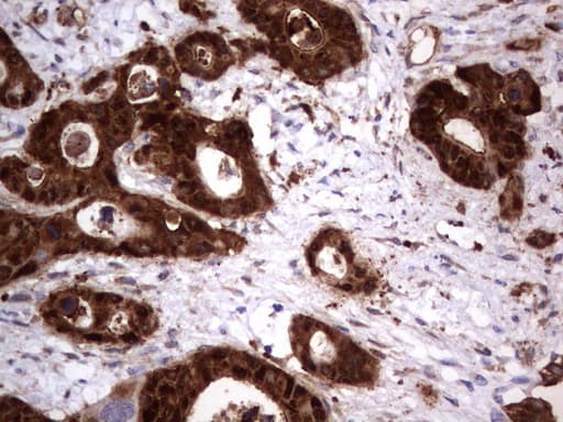 Monoclonal Mouse anti-Human LGALS3 / Galectin 3 Antibody (clone UMAB157, IHC, IF, WB)