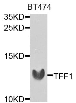 TFF1 / pS2 Antibody