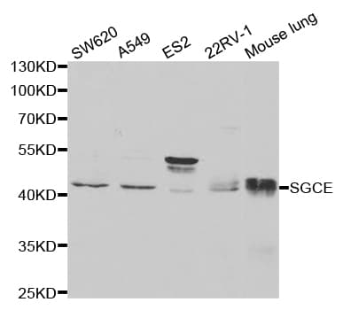 SGCE Antibody