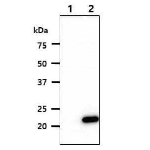 ASF1B Antibody (clone AT1D4)