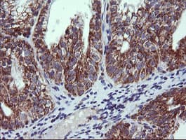 NDUFB10 Antibody (clone OTI2B4)