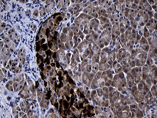 FAM131C Antibody (clone OTI6F3)