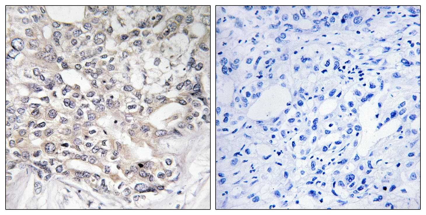 APOL5 / Apolipoprotein L 5 Antibody