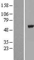 TUBA8 / Tubulin Alpha 8 Protein (Over-Expression Lysate Myc-DDK (Flag))