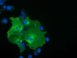 BTN1A1 Antibody (clone OTI3B12)