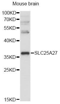 SLC25A27 / UCP4 Antibody