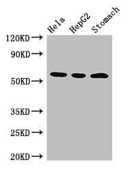 MDM4 / MDMX Antibody