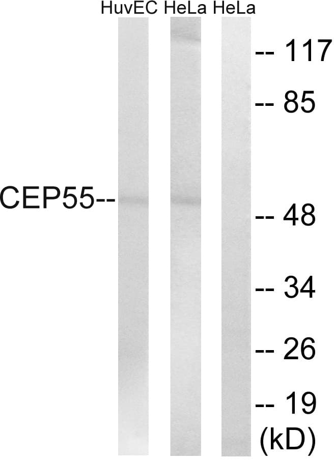 CEP55 Antibody (aa81-130)