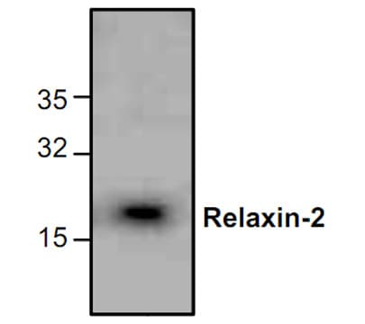 IHC-plus™ RLN2 / Relaxin 2 Antibody