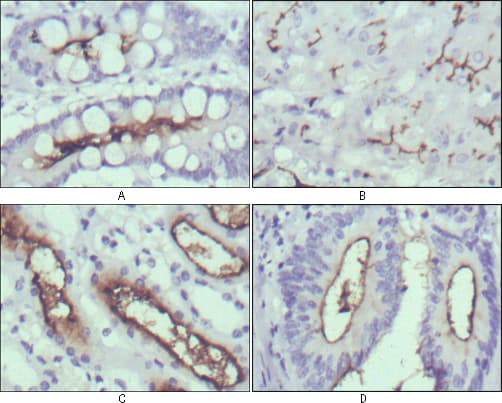 WNT10B Antibody (clone 5A7)