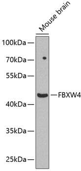 SHFM3 / FBXW4 Antibody