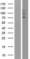 GUCY2F Protein (Over-Expression Lysate Myc-DDK (Flag))