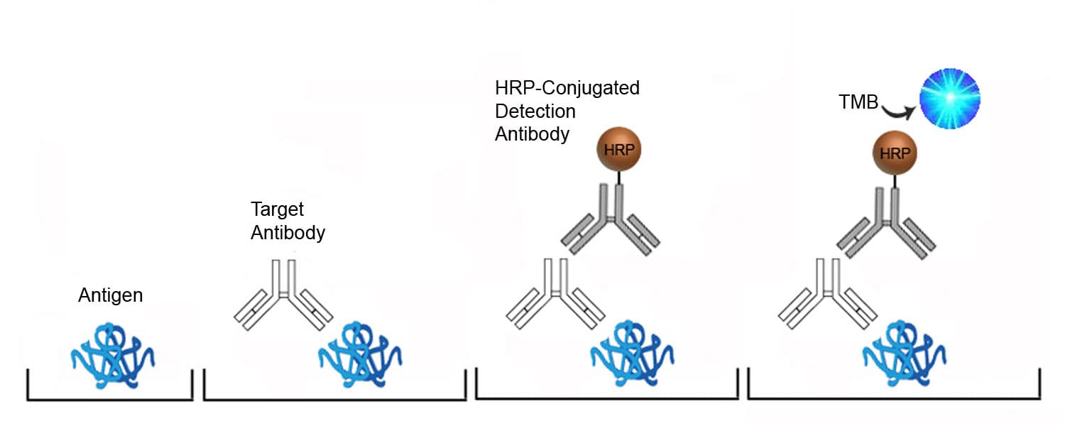 Human Anti-HPV18 L1 antibody (IgG) ELISA Kit (Direct ELISA)