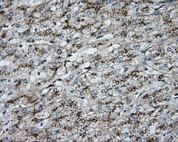 Monoclonal Mouse anti-Human ERCC1 Antibody (clone OTI2E11, IHC, IF, WB)