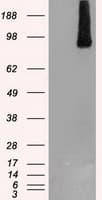 BRAF / B-Raf Antibody (clone OTI4C5)