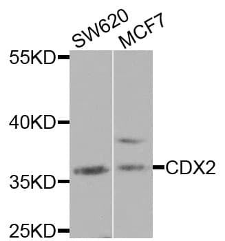CDX2 Antibody