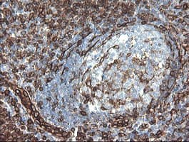 TMEM173 / STING Antibody (clone 4.00E+12, Carrier-free)
