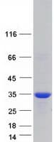 Human SDCBP / Syntenin Protein (Recombinant Myc-DDK (Flag))