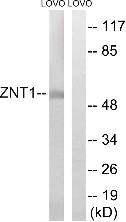 SLC30A1 / ZNT1 Antibody (aa201-250)