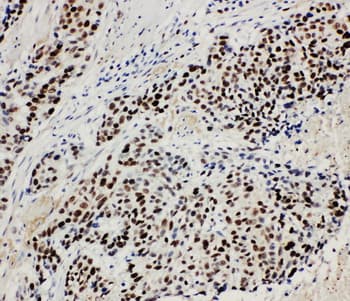 MCM3 Antibody (aa13-27)