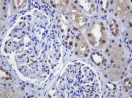 ZSCAN18 / ZNF447 Antibody (clone OTI4D1)