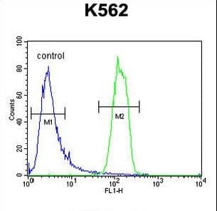 Polyclonal Rabbit anti-Human OR2M3 Antibody (aa244-272, WB)