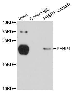 PEBP1 / RKIP Antibody