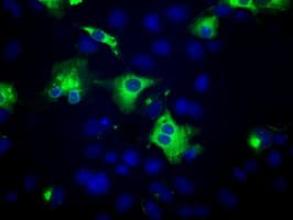 PTPRE / PTP Epsilon Antibody (clone OTI5F2)