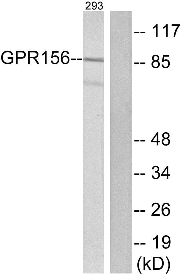 GPR156 Antibody
