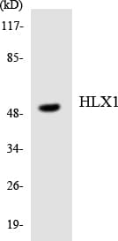 HLX1 / HLX Antibody (aa289-338)