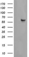 CCT8L2 Antibody (clone OTI1F7)