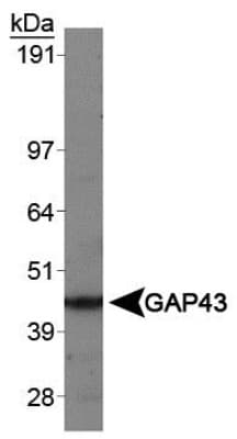 Polyclonal Sheep anti-Rat GAP43 Antibody (IHC, WB)