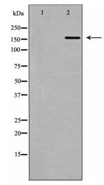 Polyclonal Rabbit anti-Human POLA1 / DNA Polymerase Alpha 1 Antibody (WB)
