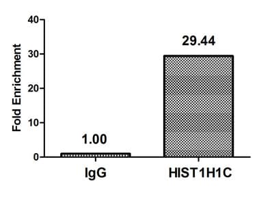HIST1H1C Antibody