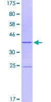 Human ITGA2 / CD49b Protein (Recombinant GST, N-terminus)