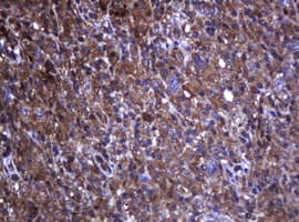 TCL / RHOJ Antibody (clone OTI5C7, Carrier-free)