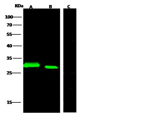 Monoclonal Rabbit anti-Aequorea victoria GFP Tag Antibody (clone 208, Preservative Free, WB)