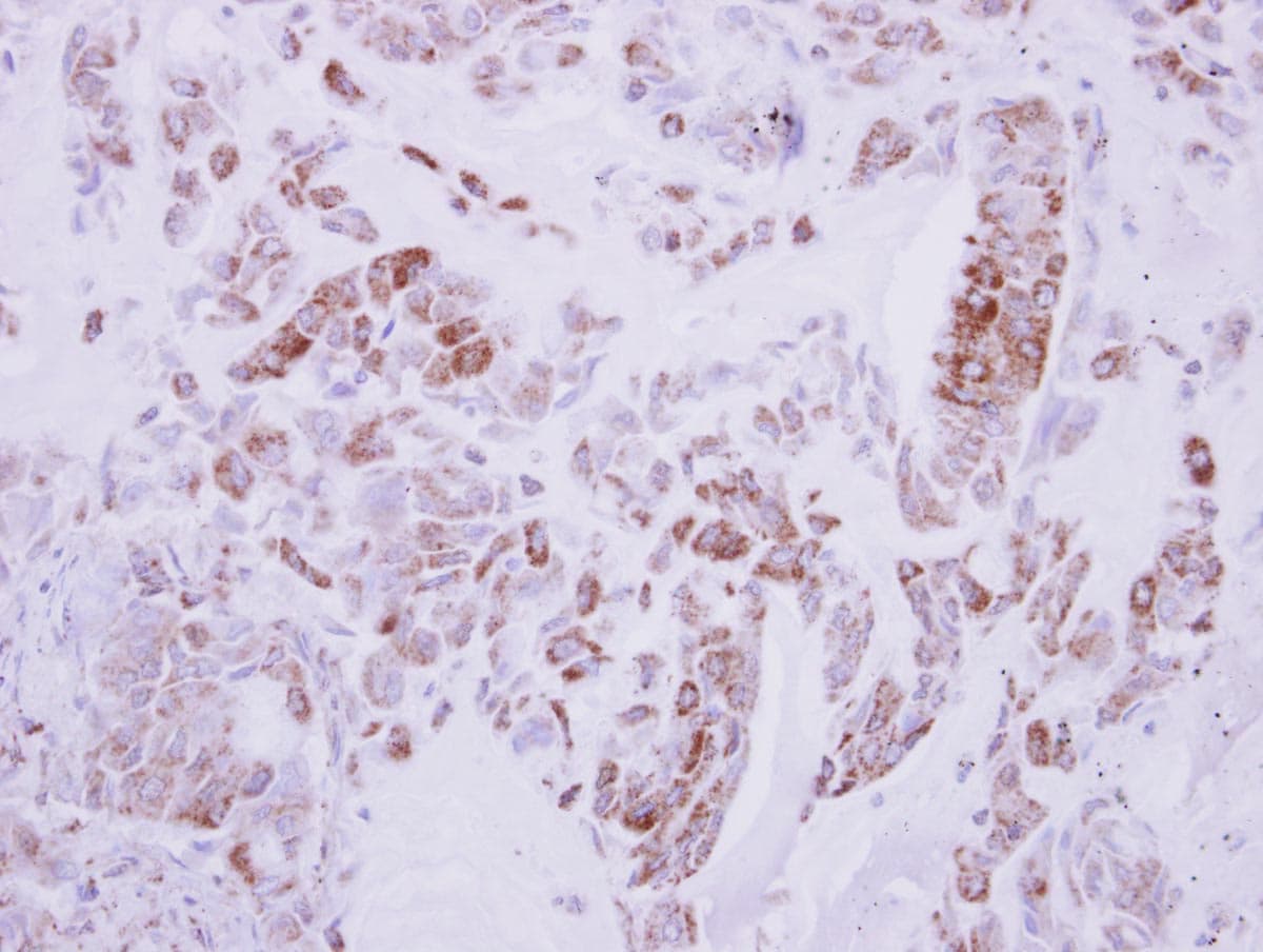 DRG2 Antibody