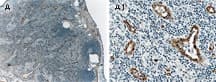 MAP3K5 / ASK1 Antibody (aa1198-1216)