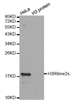 Polyclonal Rabbit anti-Human Histone H3 Antibody (Sym-Di-Methyl-Arg8, IHC, IF, WB)