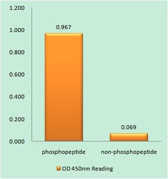 ATR Antibody (phospho-Ser428)